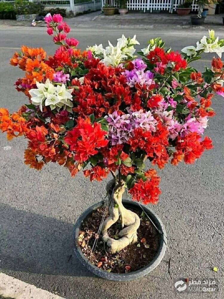 مزارع زراعة وصيانه وترتيب الحدائق - 3
