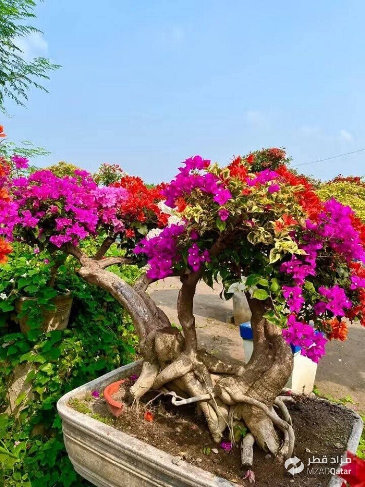 مزارع زراعة وصيانه وترتيب الحدائق - 6