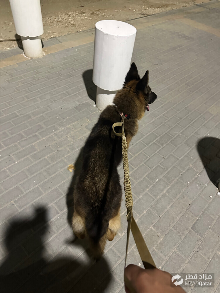 للبيع جرمين شو لاين - 4
