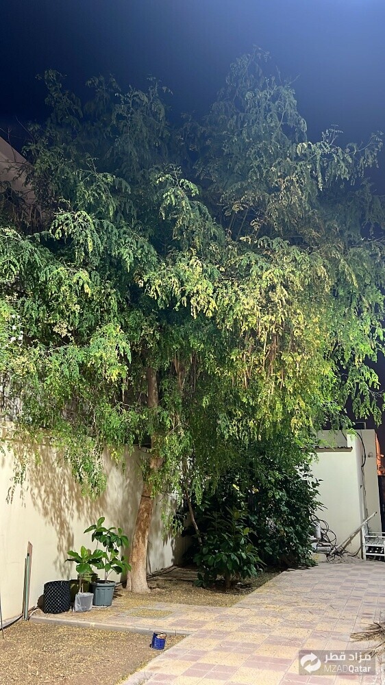 نقوم بتقطيع الاشجار والنخيل - 1