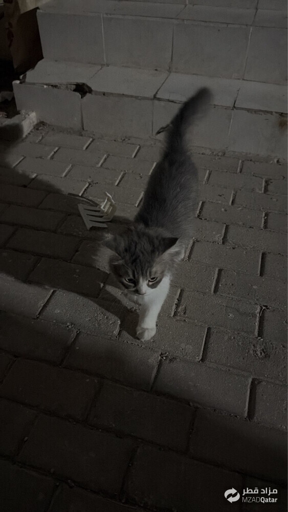 للتبني - 6