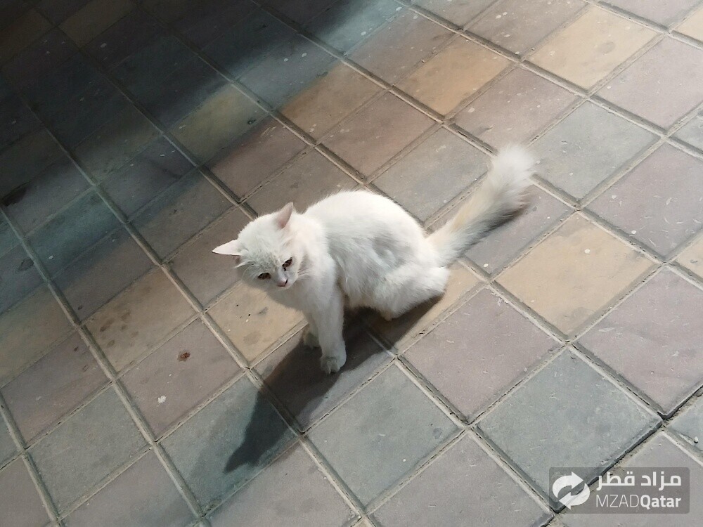 قط للبيع - 1