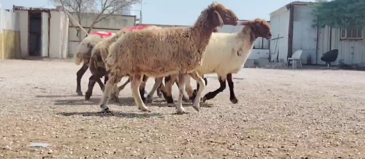 للبيع شوهات سوريه طيبه دفيع سونار - 1
