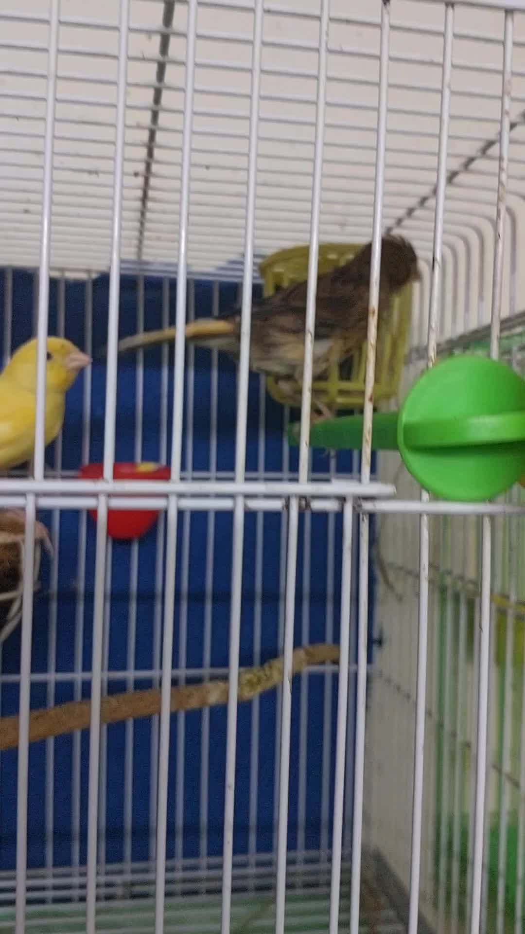 زوج كناري بدون قفص - 1