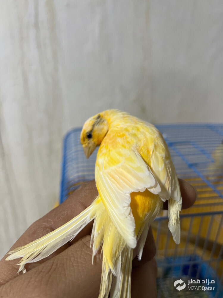 ابو سهيل  - 8