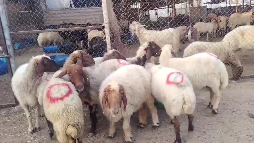 للبيع شويهات سورية دفيع سونار - 1