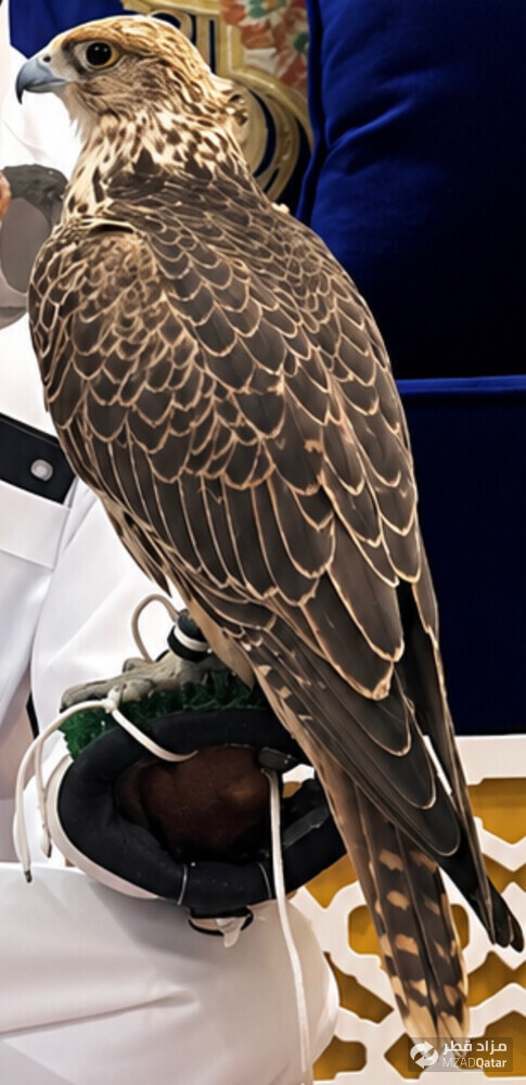 falcon for sale - 6