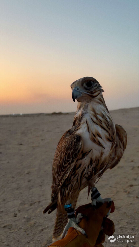 falcon for sale - 1