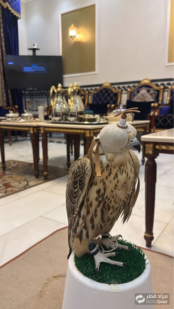 falcon for sale - 4