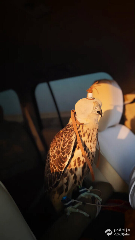 falcon for sale - 3