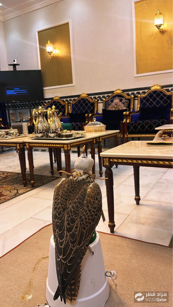 falcon for sale - 2
