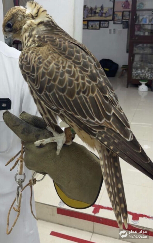 falcon for sale - 5