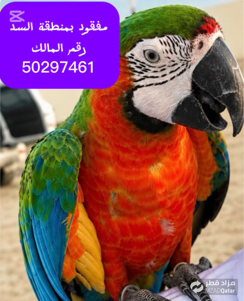 بمنطقة السد - 1