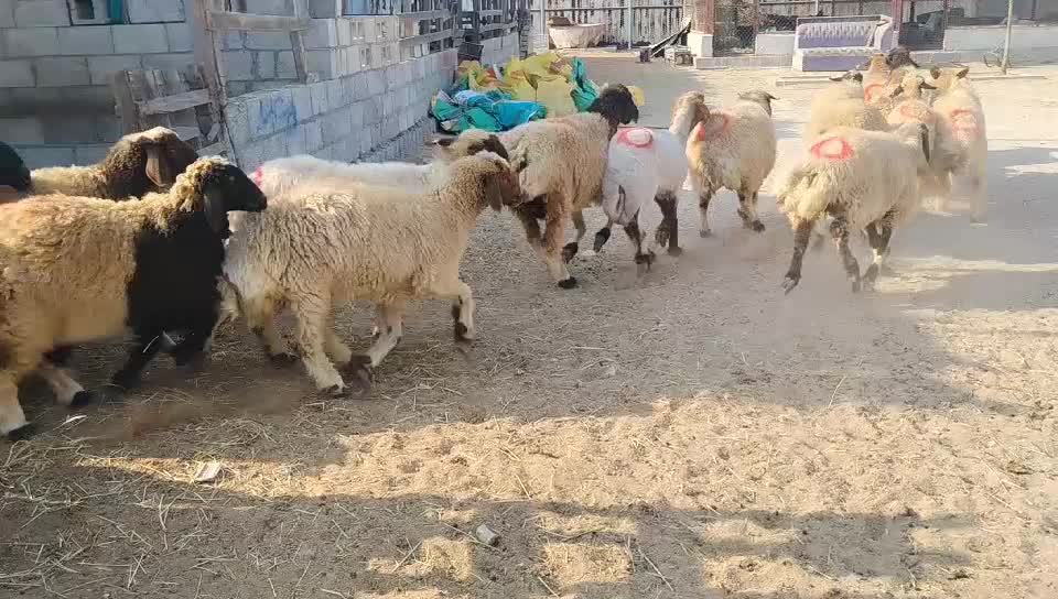 شويهات سوري طيبه - 1