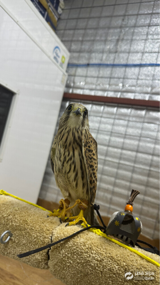 falcon  - 1