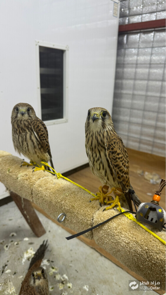 falcon  - 3