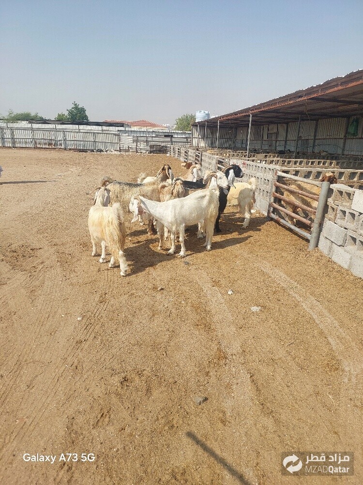 للبيع معزا عورض - 2