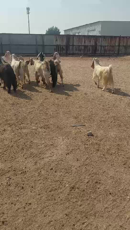للبيع معزا عورض - 1