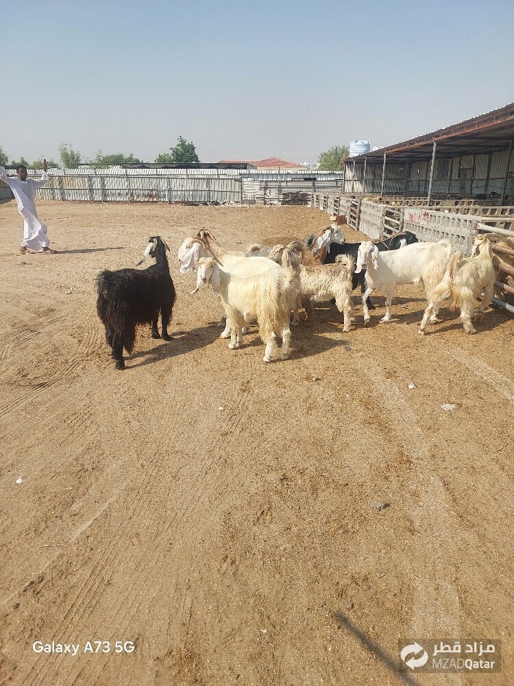 للبيع معزا عورض - 3
