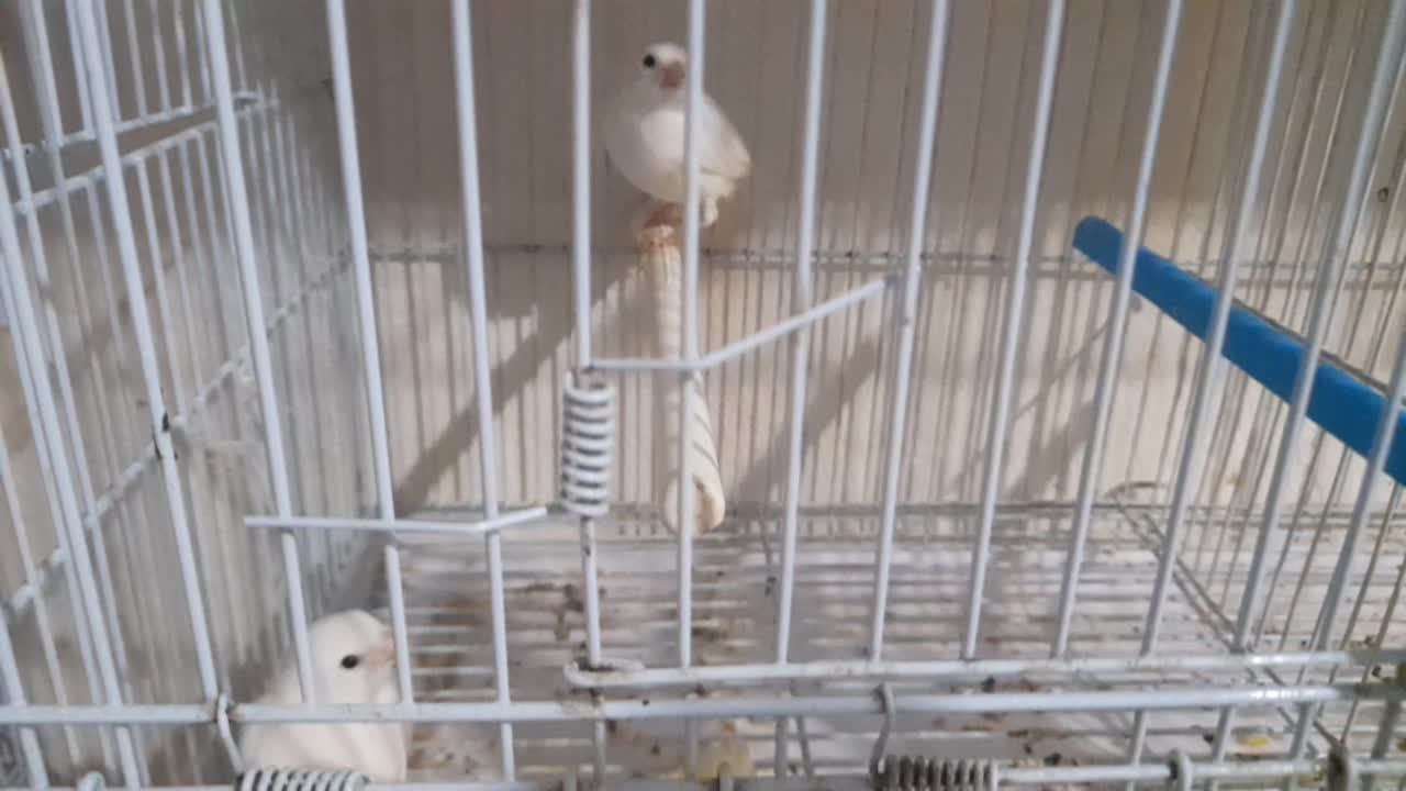 جوز كناري مع فراخ وأربع بيضات - 1