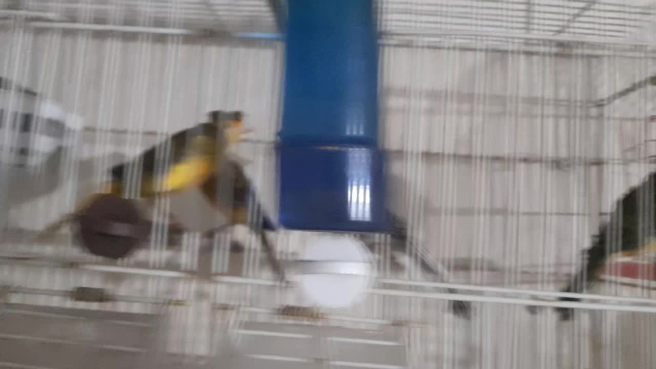 Canary - 1