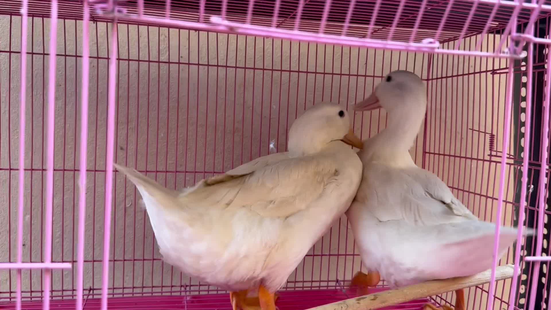 ducks - 1