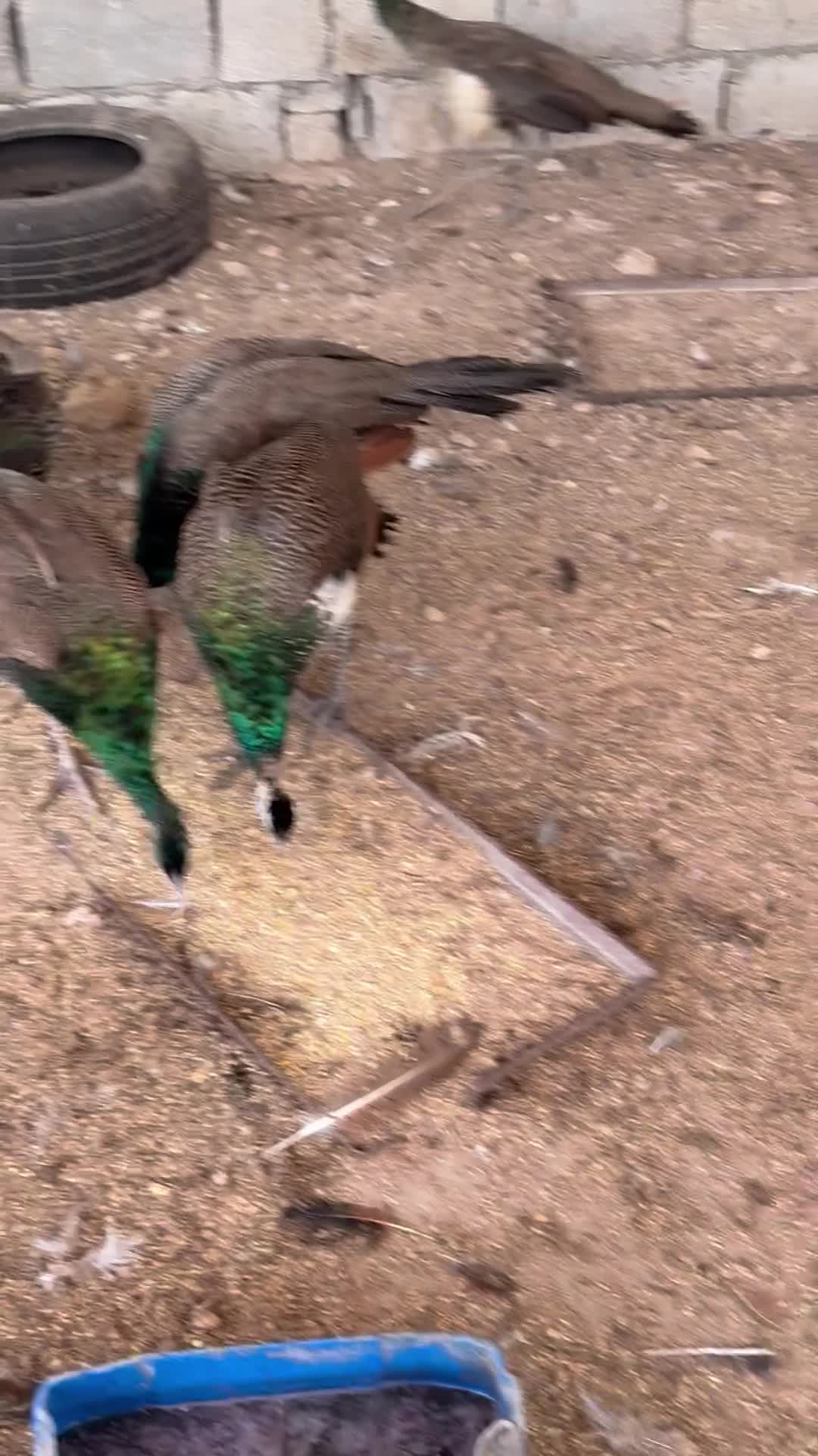 للبيع طاوووس الجوز ١٠٠٠ - 1