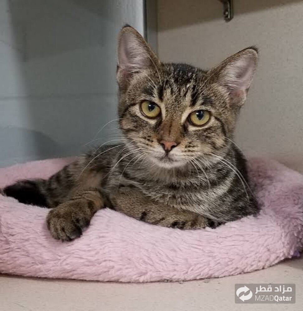 looking to adopt a cat - 1
