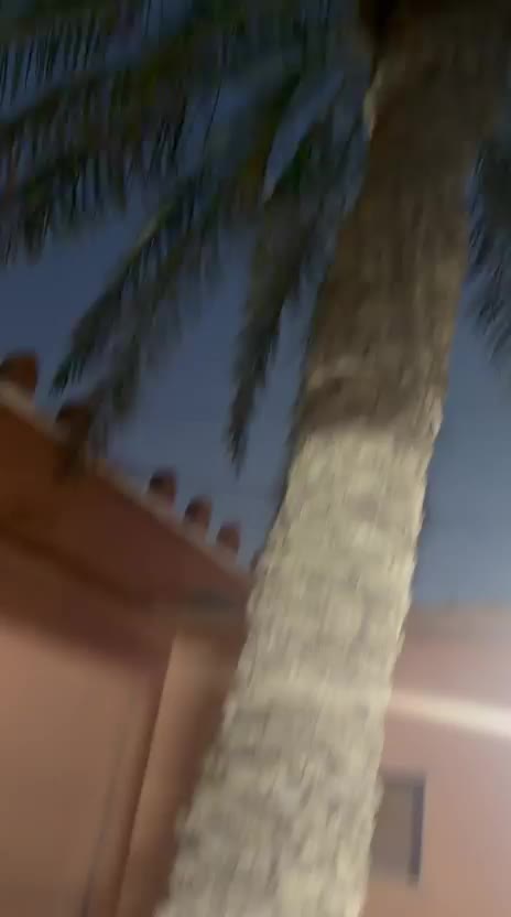نخل للبيع - 1