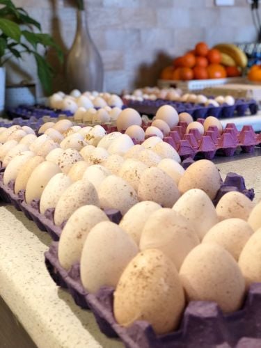 Turkey eggs