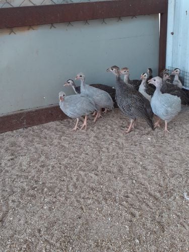 Small chicken 
