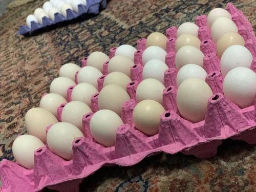 بيض فايتر