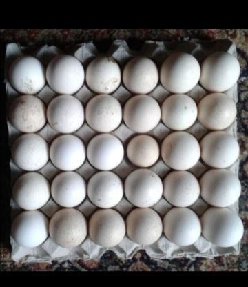 egg turkey 