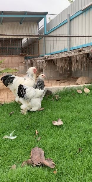 brahma