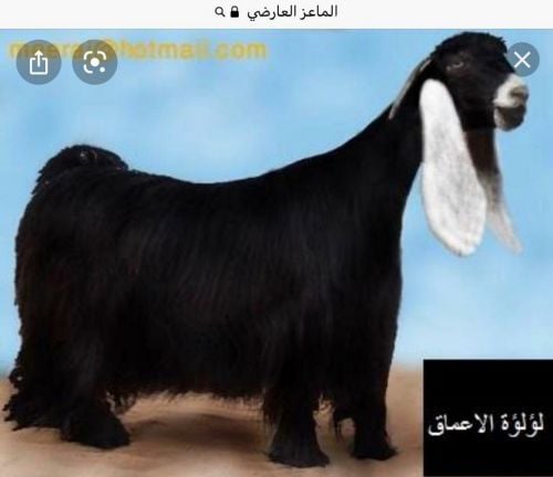 شخصي