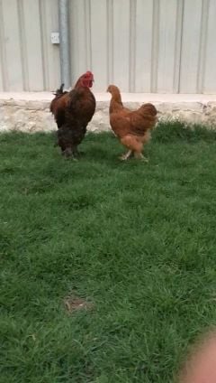 brahma chicken
