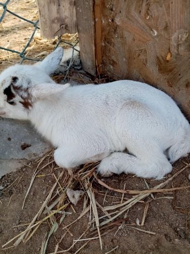 small goat