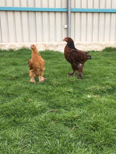 brahma chicken