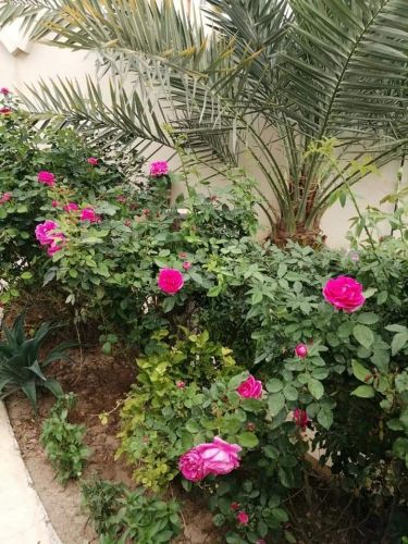 ورود طبيعيى