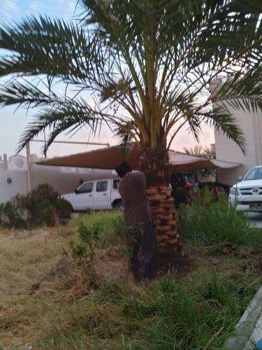 تكريب النخيل