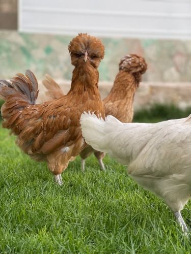 Polish chicken egg