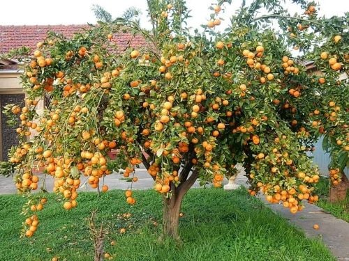 مطلوب شجره برتقال