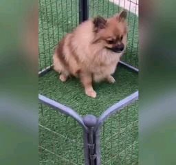 pomeranian dog male