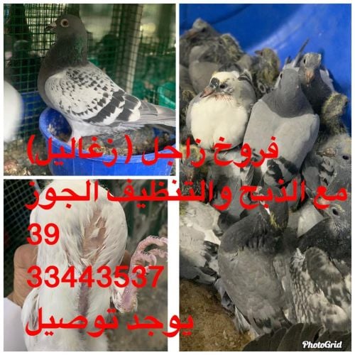 للبيع حمام