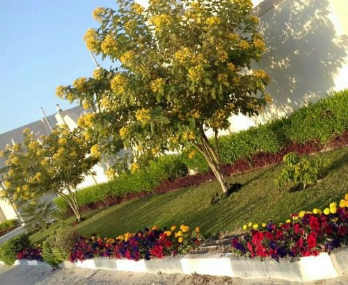 زرع العشب والاشجار