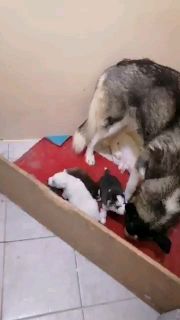 هاسكي بيبي متاح كل الألوان