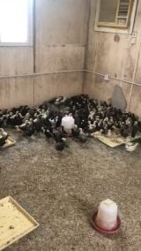 صيصان مهجنه عمر قريب شهر 