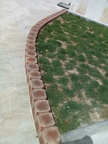 زراع العشب الأخضر