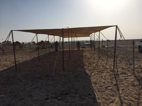 مظلات تور حق الحلال والابل