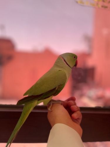 للبيع دره / مباع 